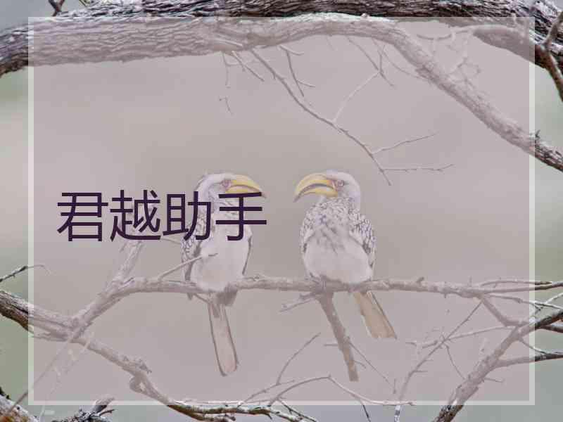 君越助手