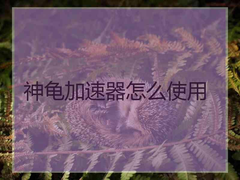 神龟加速器怎么使用