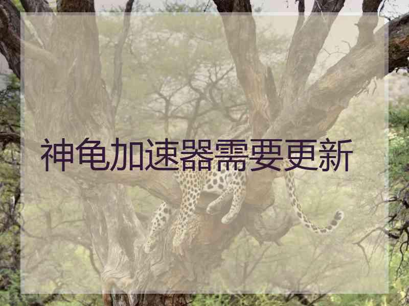 神龟加速器需要更新